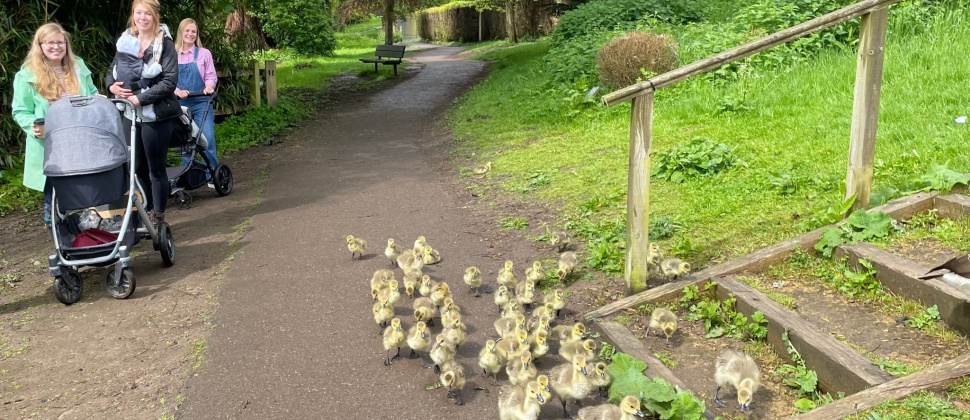 Walk & Talkers enjoying the goslings at Broadwater Park